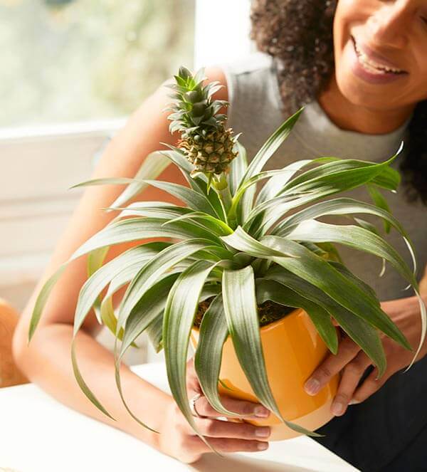 How to Care for an Indoor Pineapple Plant Bloom Wild