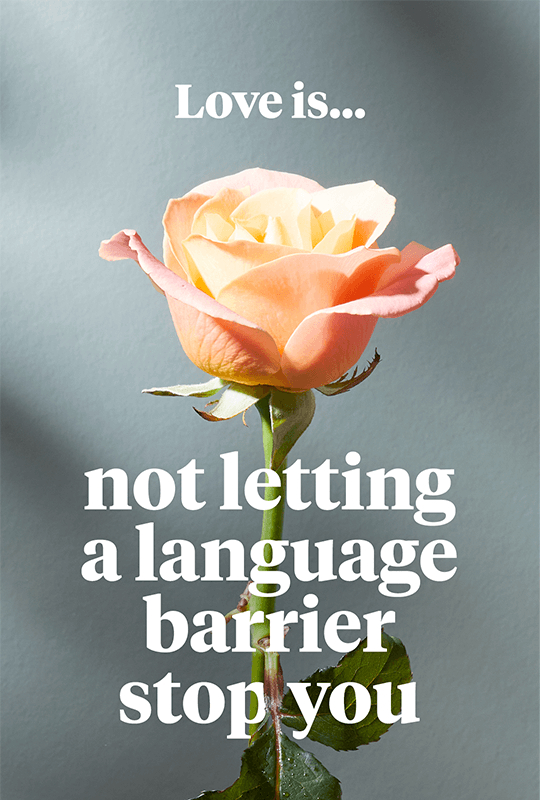 An ombre yellow-peach rose with the words 'Love is... not letting a language barrier stop you'