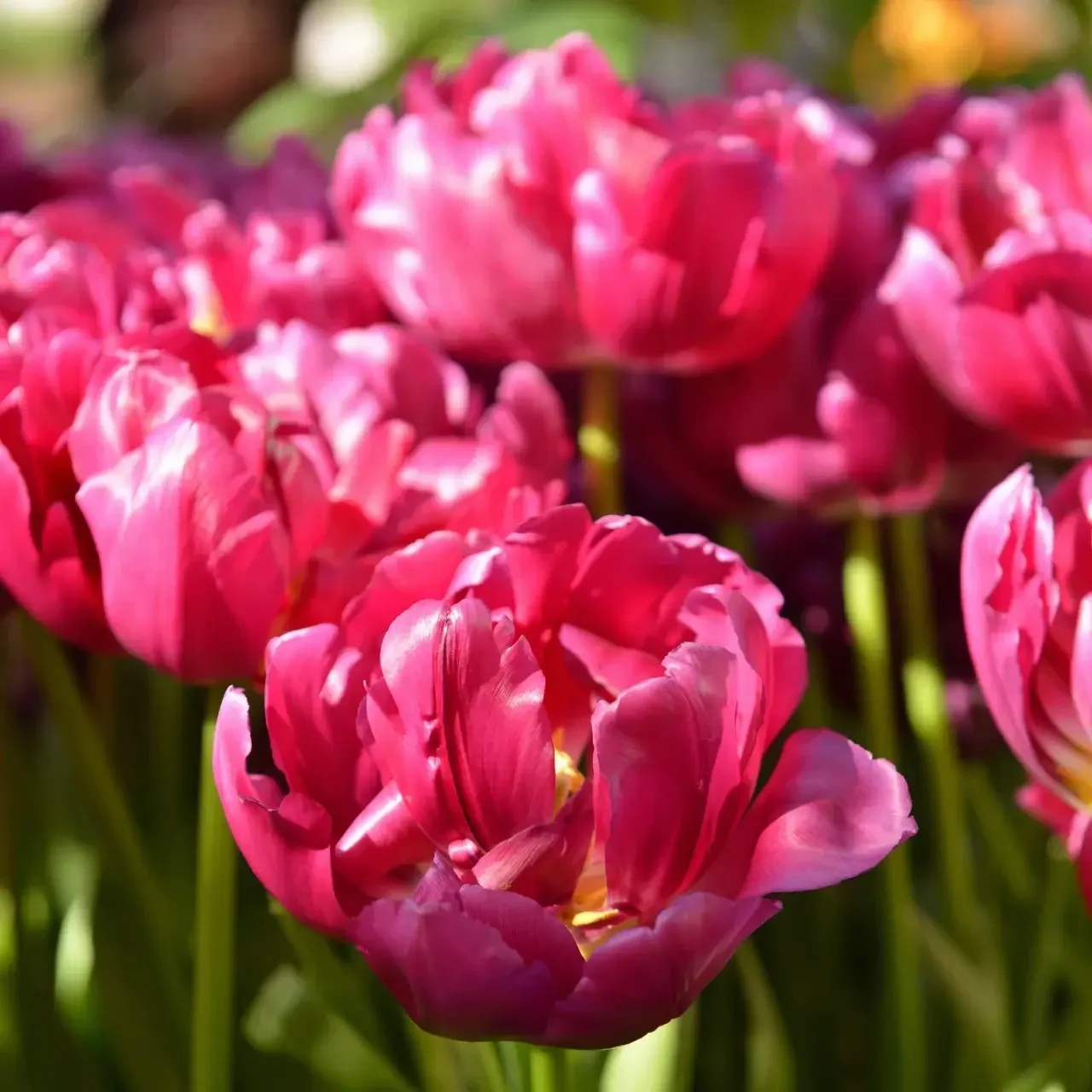 Your Guide to Different Types of Tulips, Flower Types