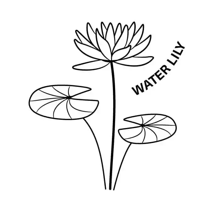july birth month flower the delphinium & water lily