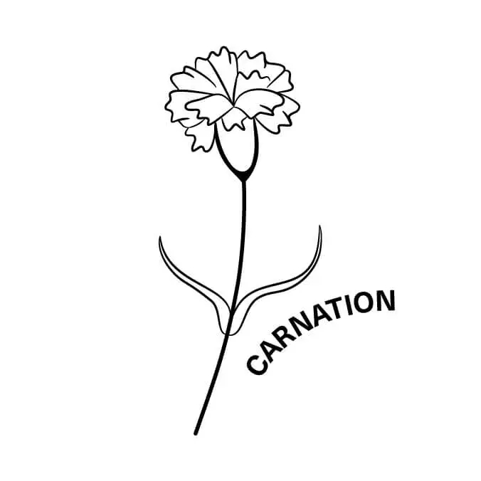 january birth month flower the carnation