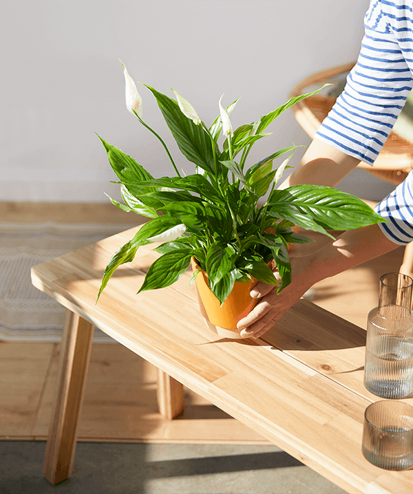 The Ultimate Indoor Peace Lily Care Guide | Bloom & Wild