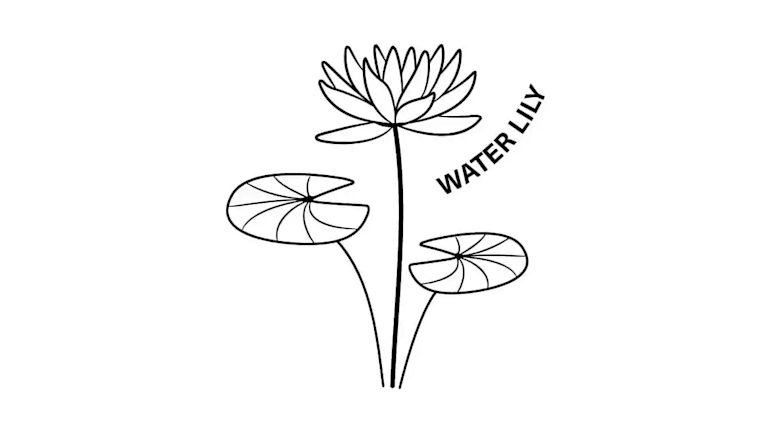 july birth month flower the delphinium & water lily