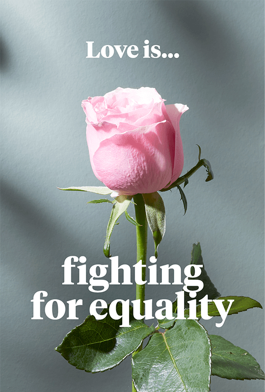 A pink rose with the words 'Love is... fighting for equality'