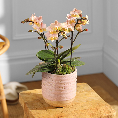 A potted phalaenopsis orchid with pale pink and yellow blooms on arching stems, planted in a textured pink ceramic pot, sitting on a wooden stool against a white paneled wall.