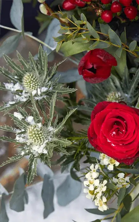 red roses and holly
