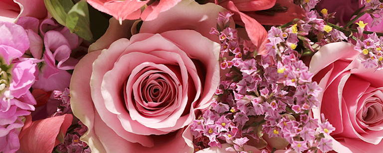 close up of pink roses