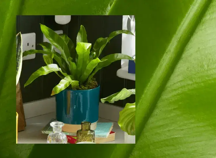 How to Care for a Bird's Nest Fern (Asplenium) |Bloom & Wild