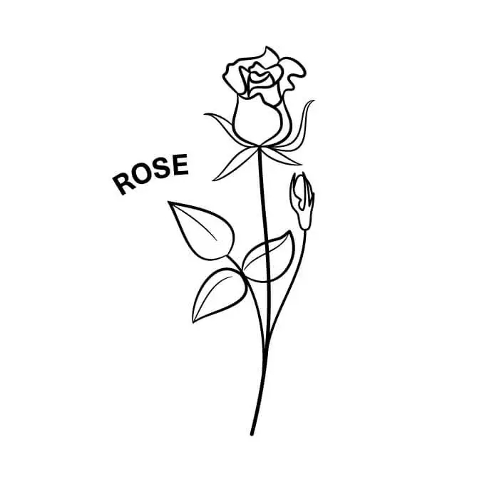 june birth flower the rose
