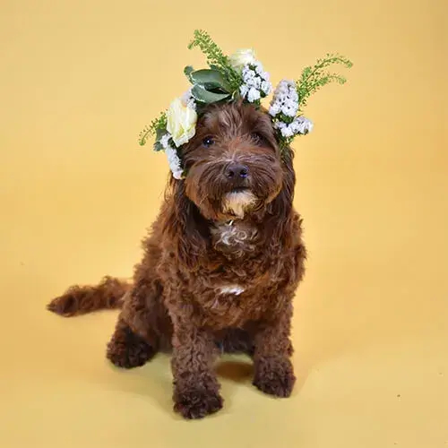 A ridiculously cute, scruffy brown dog wearing a flower crown 