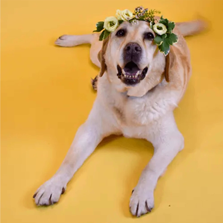 Ein freundlicher Labrador mit Blumenkranz auf dem Kopf