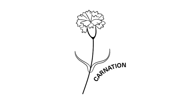 january birth month flower the carnation