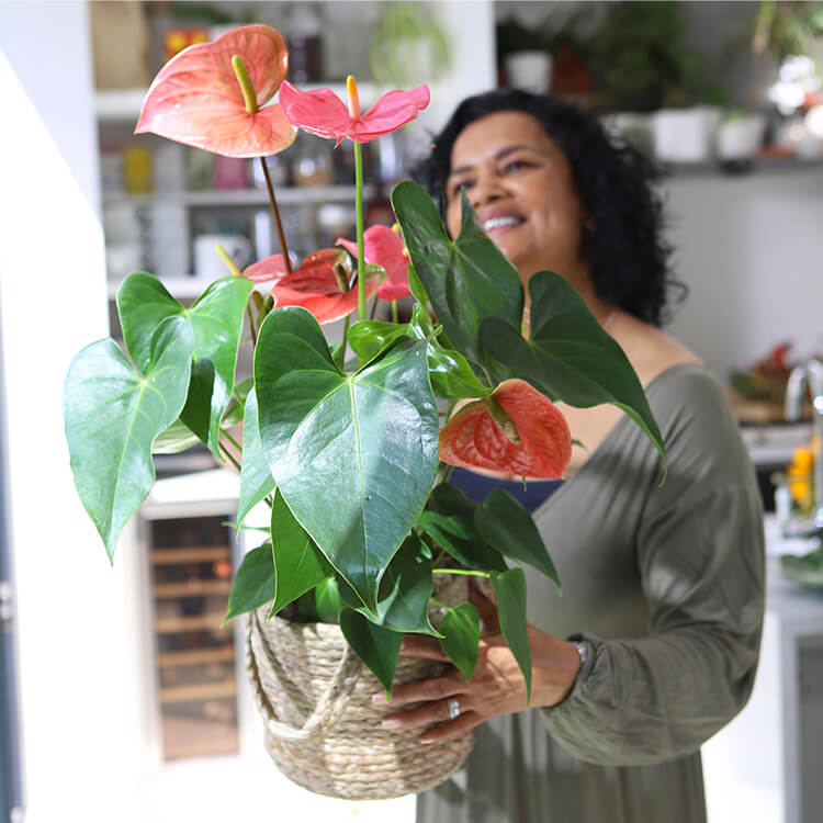 Flamingo plant discount