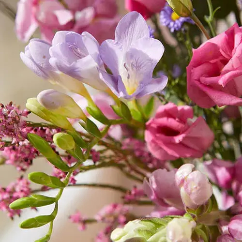 A close-up of lilac alstroemeria and pink butterfly carnations.