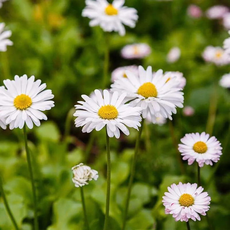 Daisy Flower Meaning Symbolism Guide