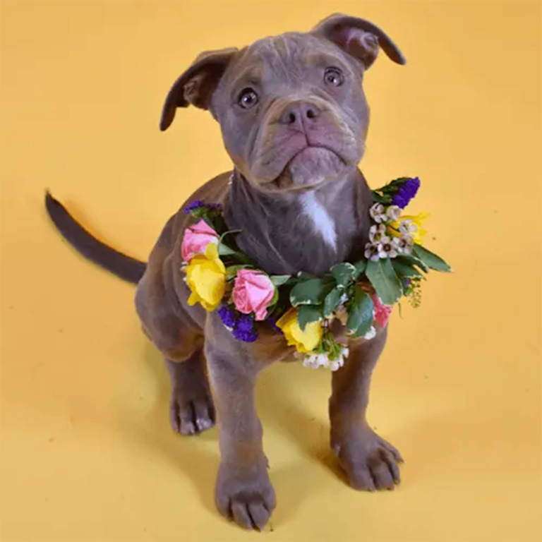 Ein Hund mit einem Halsband aus Blumen