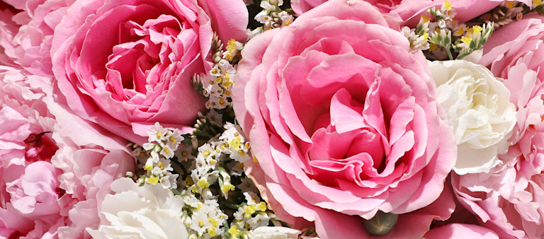 zoomed in image of pink and white roses