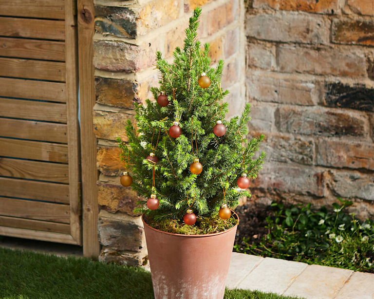A mini christmas tree with bronze baubles in a terracotta pot