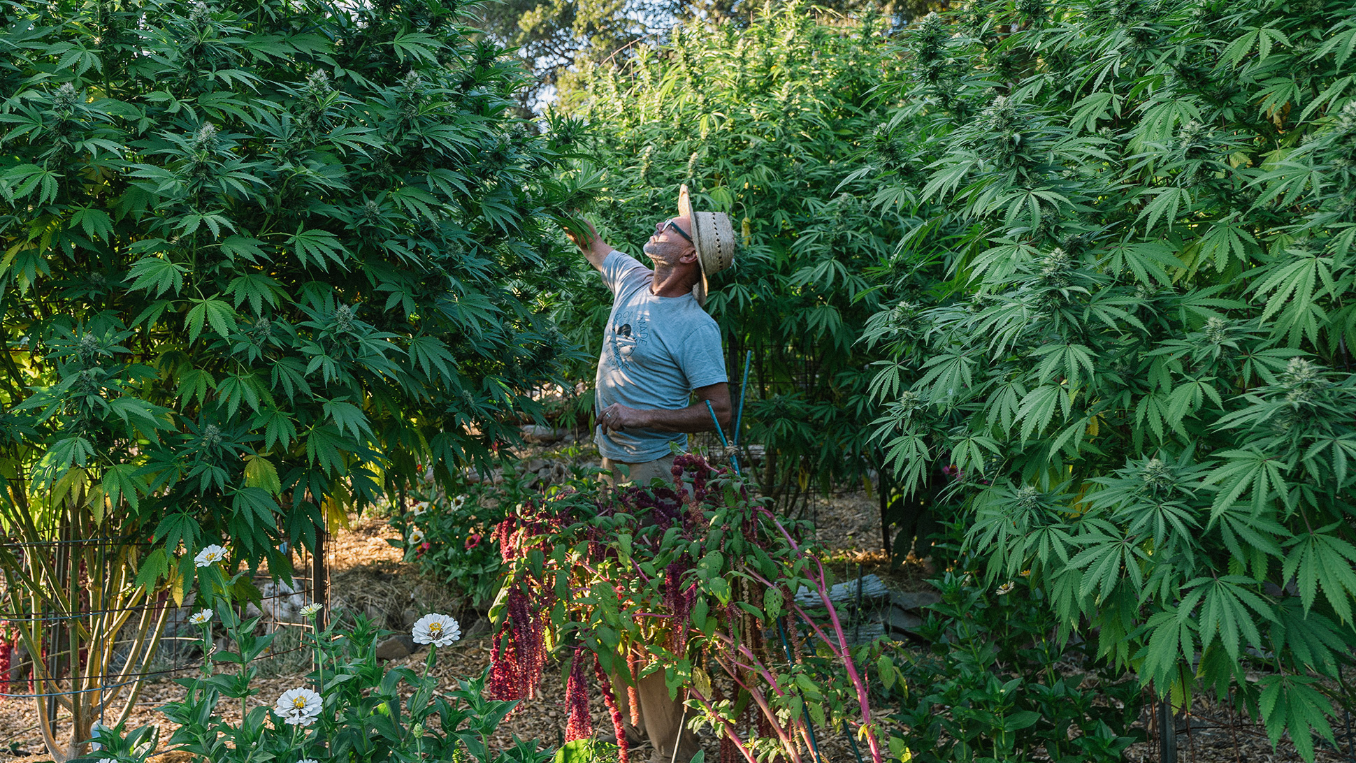 Smokable Plants You Can Grow That Aren't Marijuana Part 2 - Modern Farmer