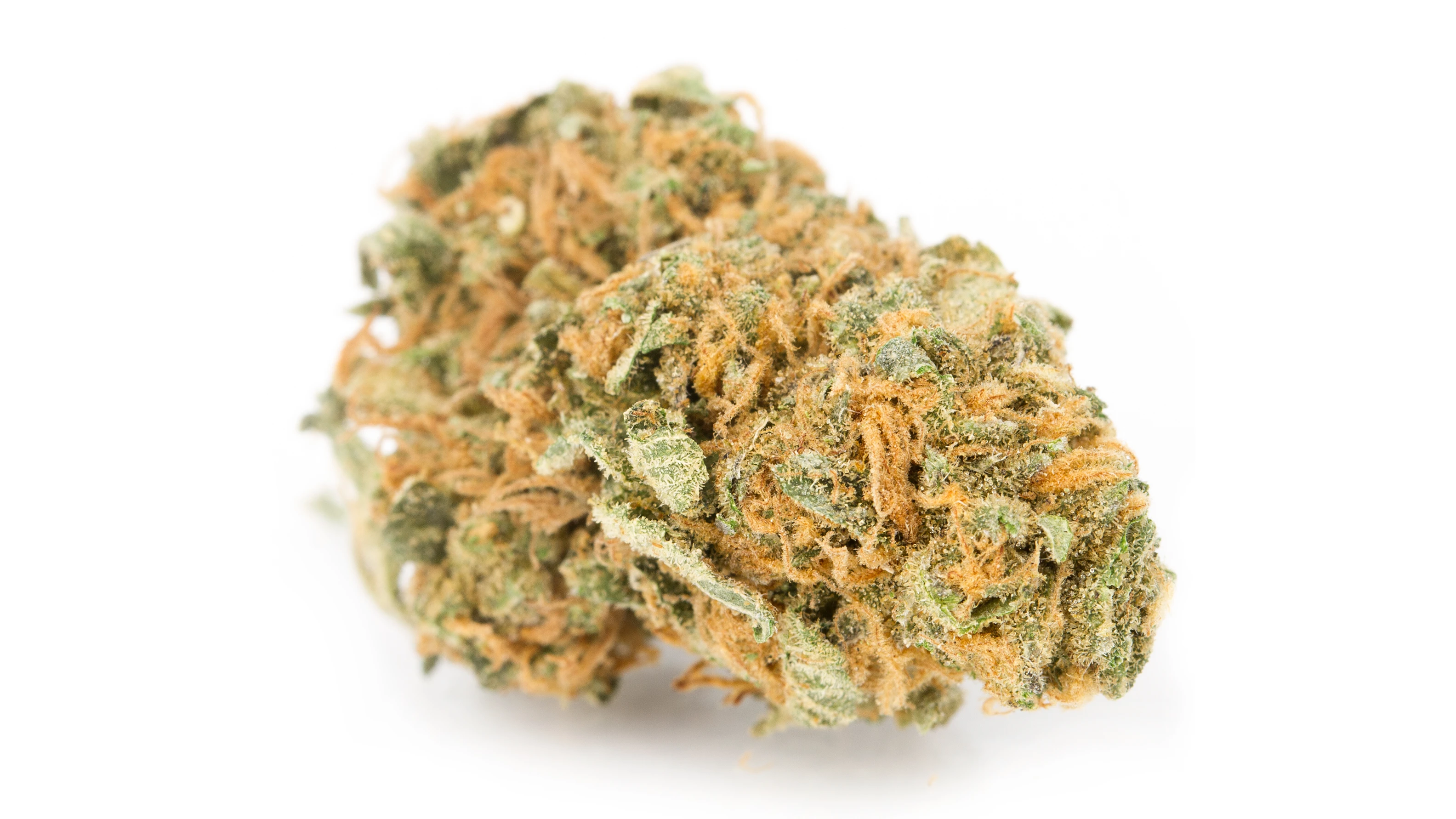 Strain Spotlight Gsc Girl Scout Cookies Strain Spotlight Gsc Girl Scout Cookies