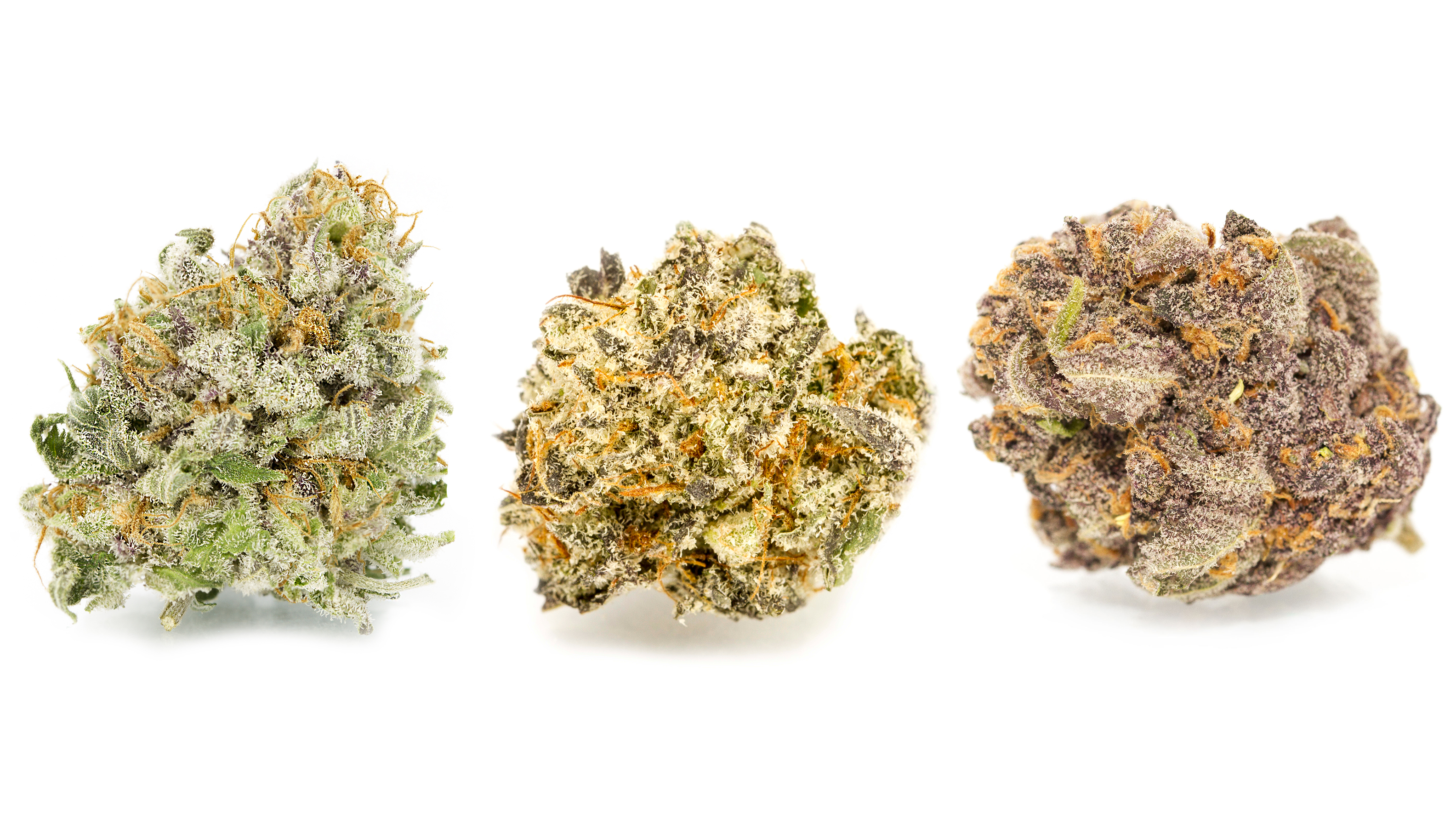 Strain Spotlight: Granddaddy Purple