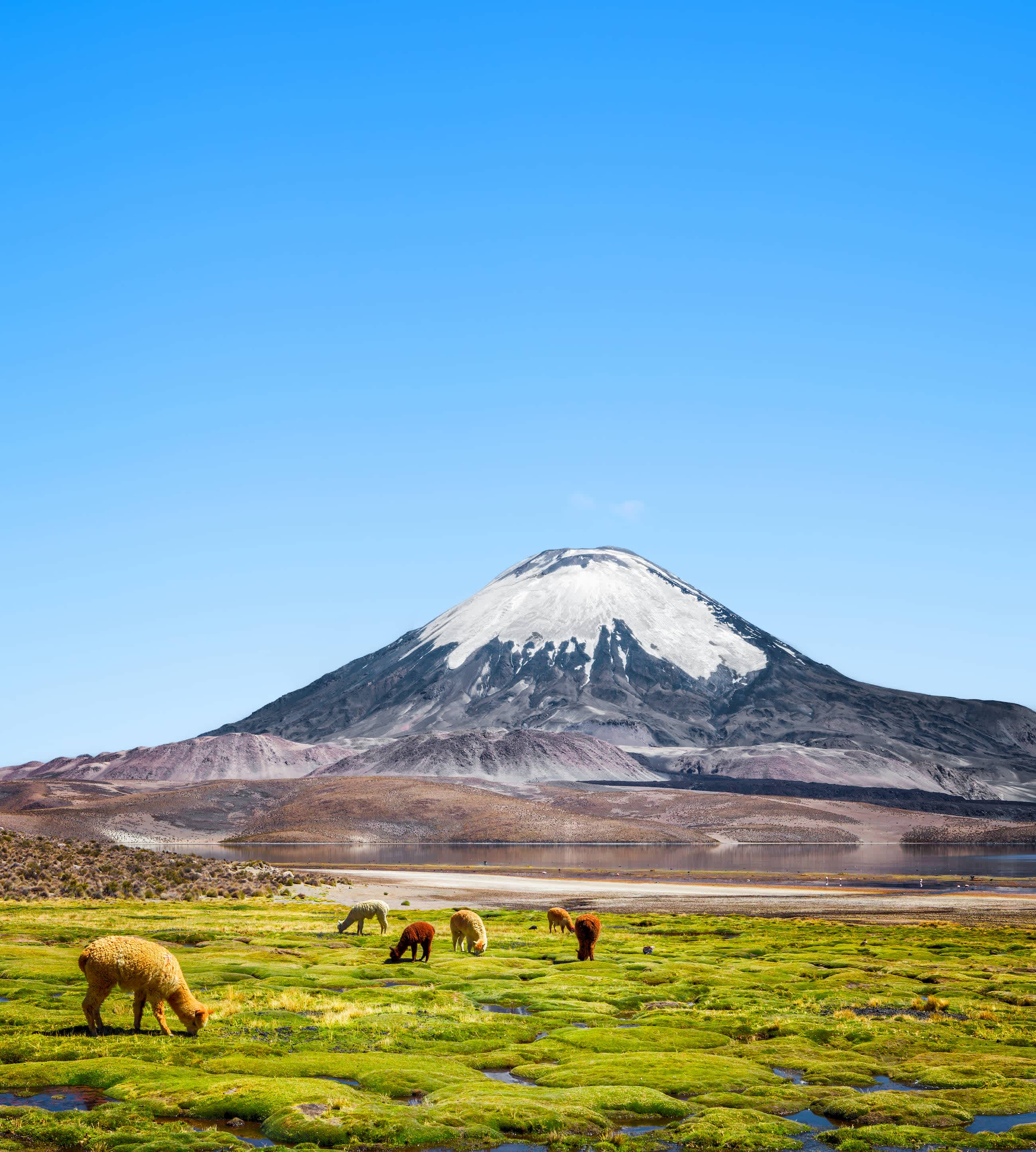 Llama Volcano