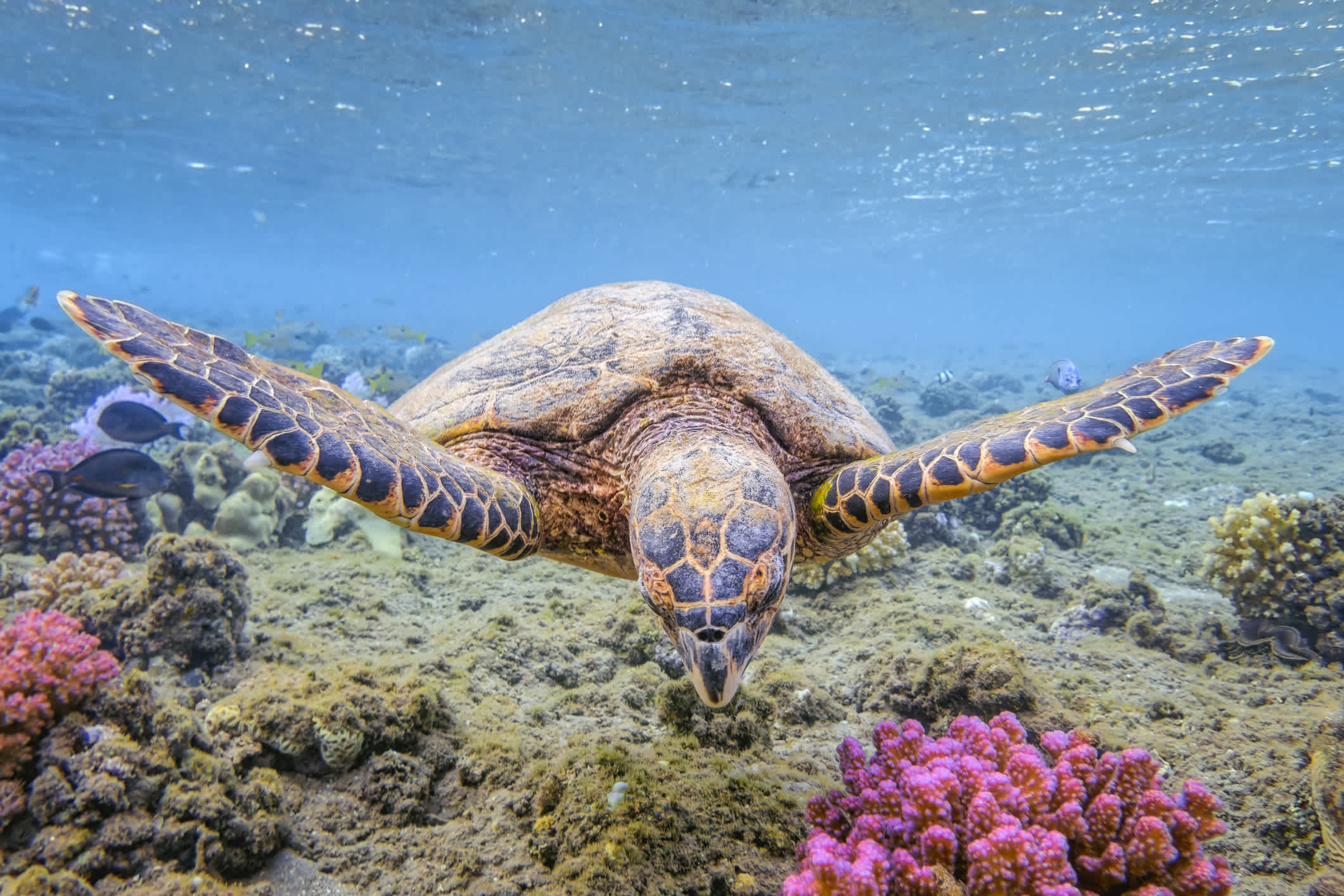 Royal Caribbean and World Wildlife Fund work to help the oceans and their wildlife. 