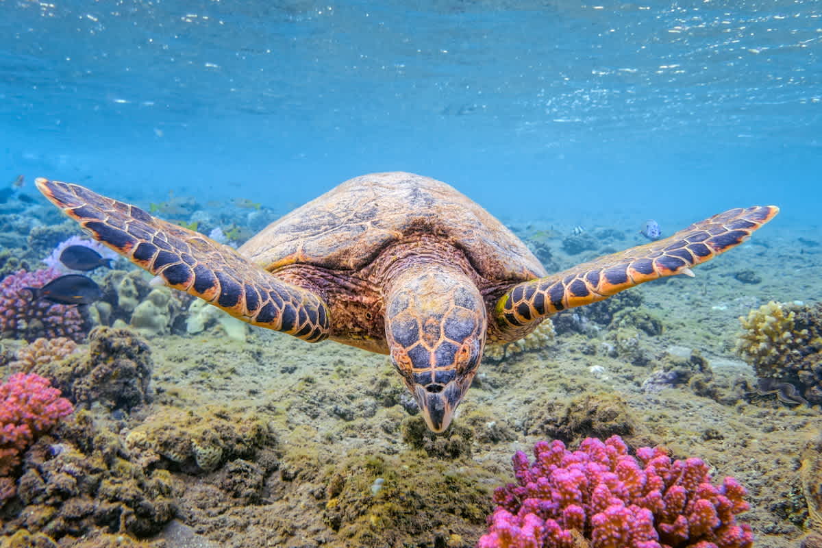 Royal Caribbean and World Wildlife Fund work to help the oceans and their wildlife.