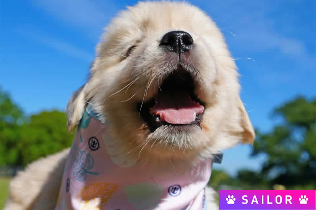 The Next Icon of Vacations can't wait to welcome its most adorable crew member. Meet Sailor, the family dog onboard Star of the Seas â and everyone's new best friend. Joining the ranks alongside Rover as the second Chief Dog Officer at sea, Sailor's only responsibility is to have the best dogâs life. Sailor will enjoy nonstop playtime on the Caribbean's most beautiful beaches and in the dog-friendliest room ever to call home â plus a neverâending supply of belly rubs and pats. And during all the fun, Sailor will bring joy to your clients and our crew with every tail wag.