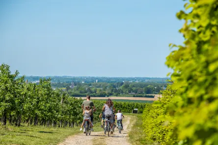 EuroParcs Poort van Maastricht family biking surroundings