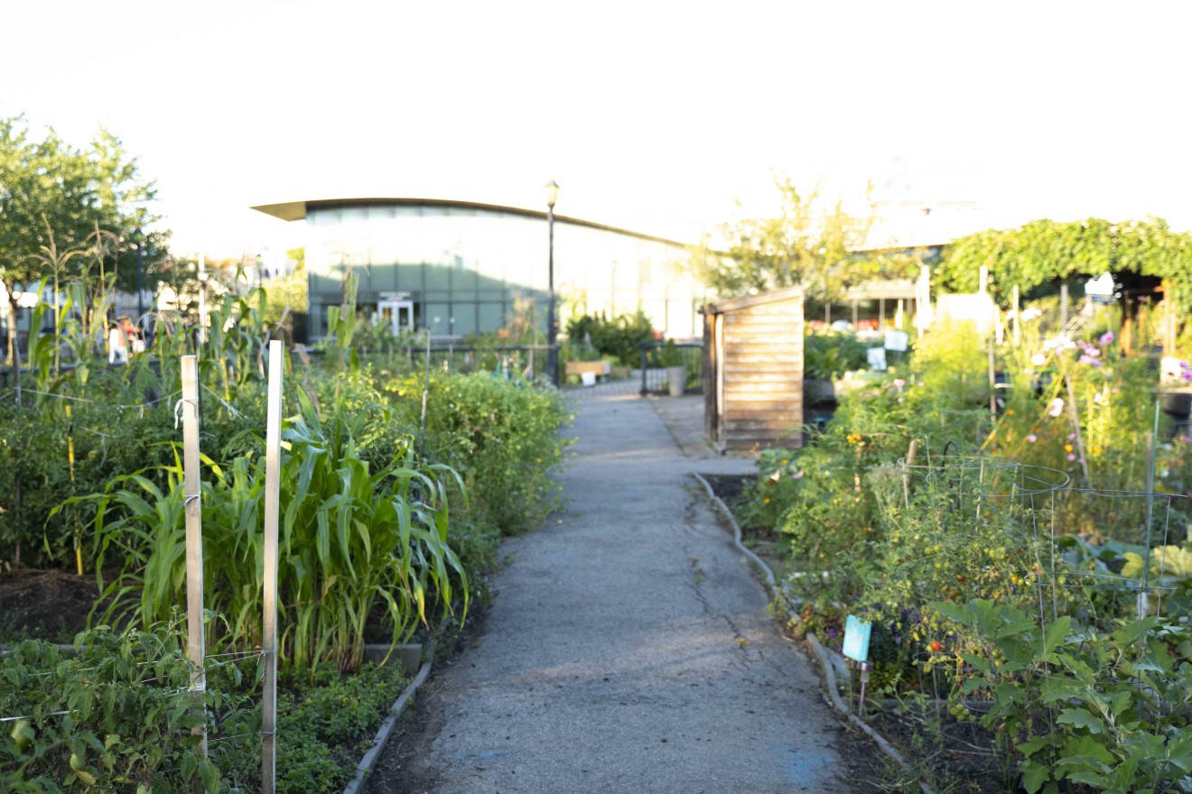 Community gardens in from of Eastie Public Library.