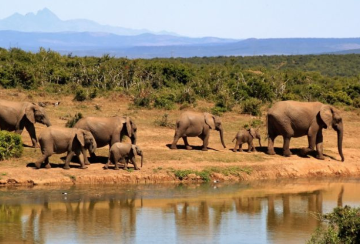 Safari - Elephants