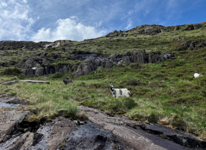 Mountain goats along the miners track at snowdon