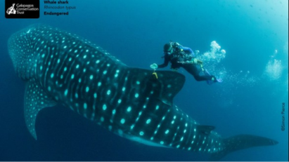 Whale Shark & Diver