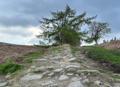 Loch Lomand Hike - Rocky Path Leading to Tree