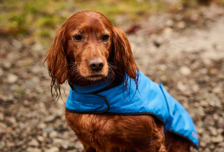 A dog on a beach walk wearing a regatta dog coat