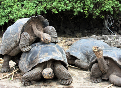 Galapagos Tortoise