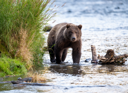 A Grizzly Bear walking through shallow water