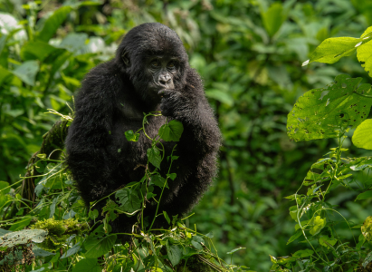 Mountain gorilla