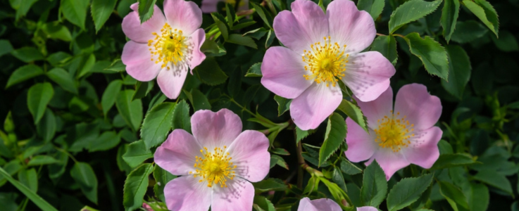 Dog Rose