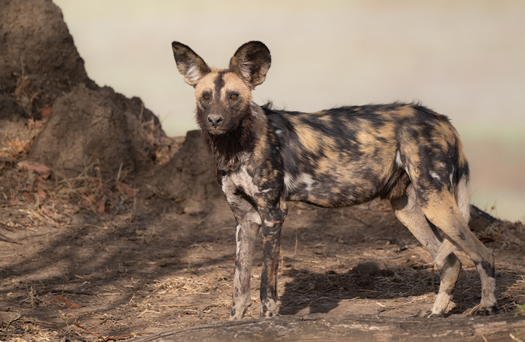 An African Wild Dog