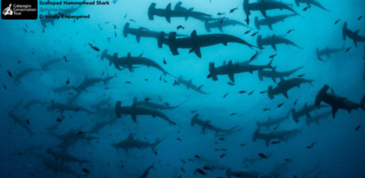 School of Hammerhead Sharks