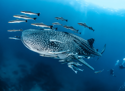 Whale Shark with small fish