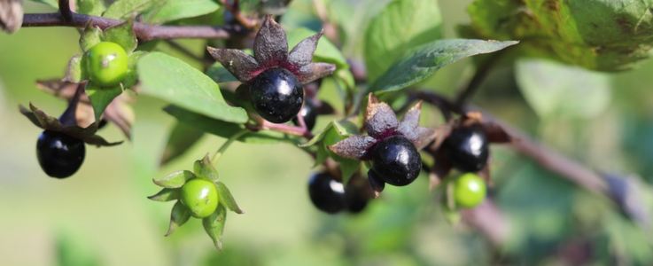 Atropa Belladonna Nightshade