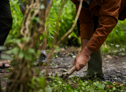 Harvesting a plant during a foraging trip