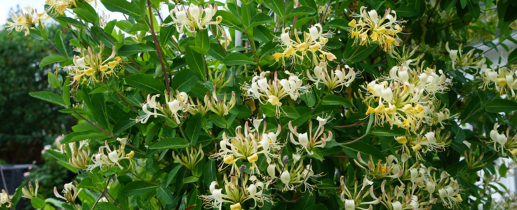 Honeysuckle