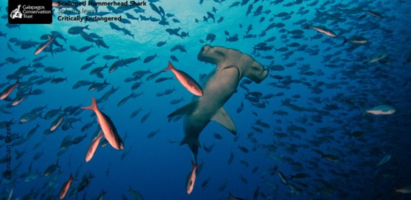 Hammerhead Shark near school of fish