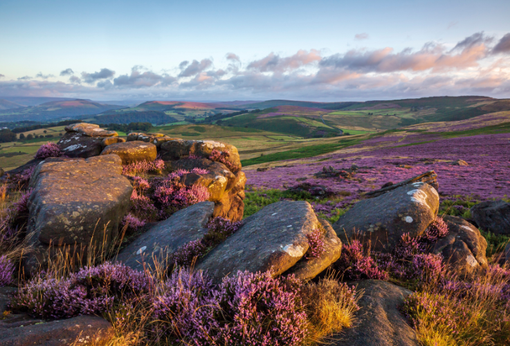 Duke of Edinburgh - Purple Hills