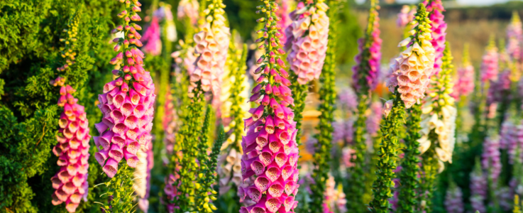 Foxglove