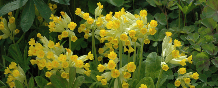 Cowslip